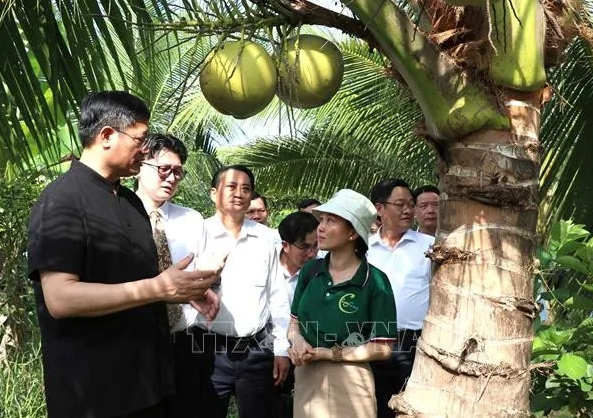 中国企业赴越南茶荣省考察椰子产地