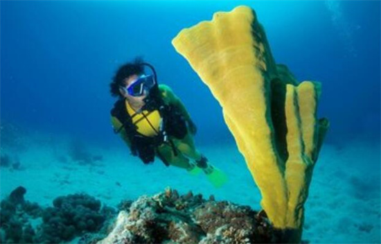 菲律宾潜水圣地（哪些地方可以潜水）