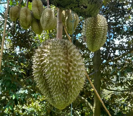 泰国火山榴莲成四色菊经济新支柱