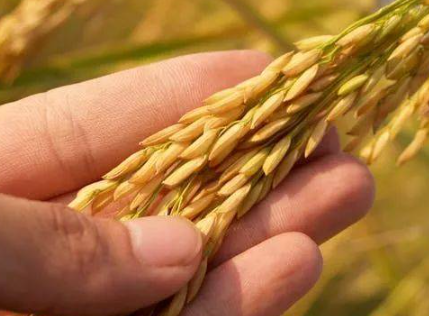 菲律宾国家粮食署获九十亿比索