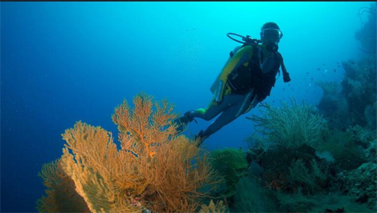 菲律宾薄荷潜水（薄荷岛潜水的季节）