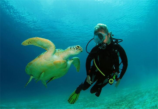 菲律宾最美潜水地 菲律宾潜水最多的城市