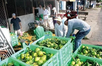 越南九龙江平原地区为出口打造水果品牌