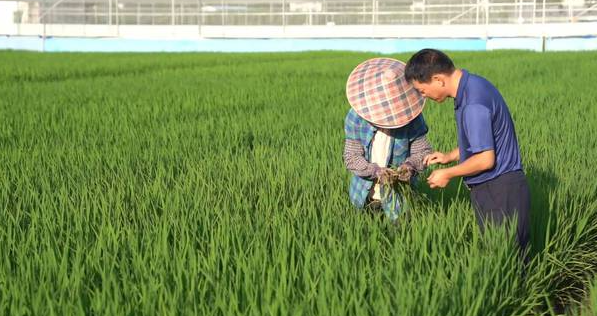 越南推行低碳水稻栽培