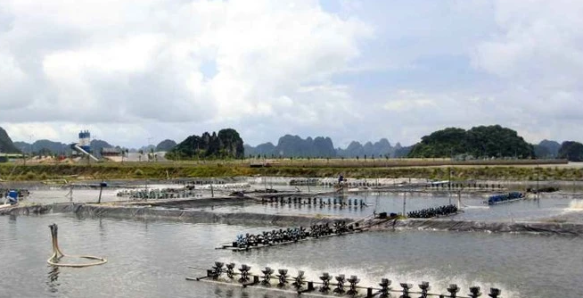 越南：广宁省力争发展成海水养殖中心