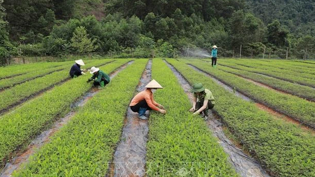 越南：运用绿色生产力