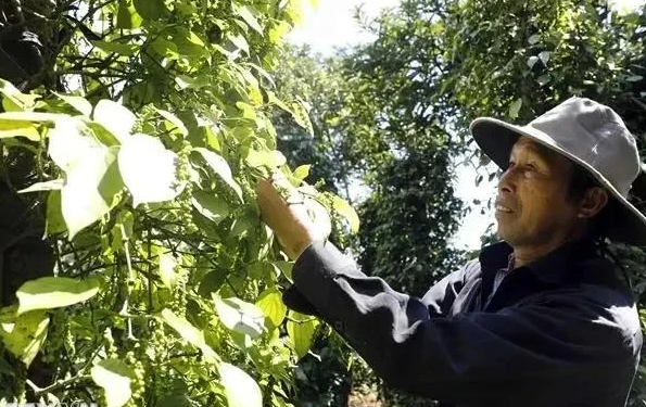 增加越南香料行业出口价值