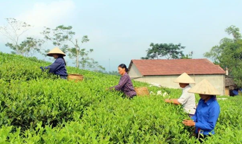 越南对中国的茶叶出口额增长1倍多