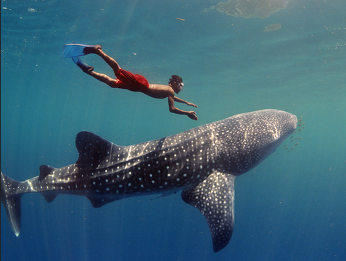 菲律宾宿务鲸鲨（鲸鲨景区在哪）