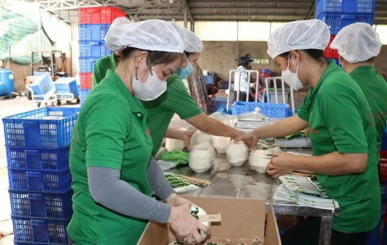 中国通过陆路进口越南首批新鲜椰子