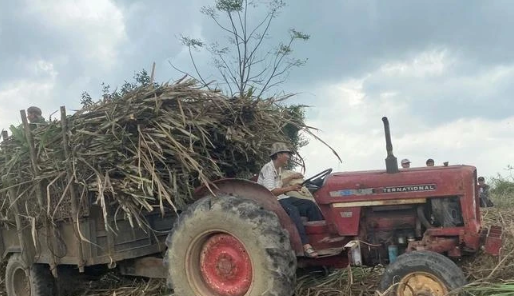 越南甘蔗产量首次领先东盟地区