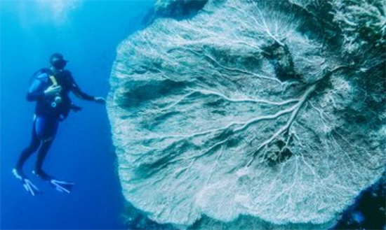 菲律宾薄荷岛的潜水季节 菲律宾薄荷岛适合潜水吗