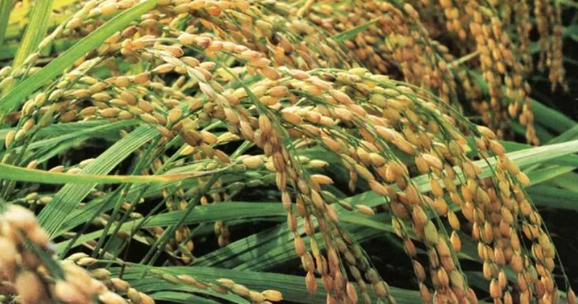 菲律宾：国家为稻米计划预留300亿菲币