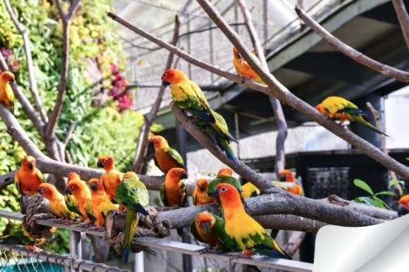 菲律宾首个生物穹顶亮相马尼拉