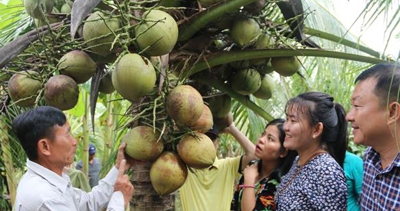 越南茶荣省9个椰子培育区均具有出口条件