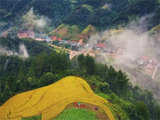 越南安沛省当地主要产业(经济发展状况)