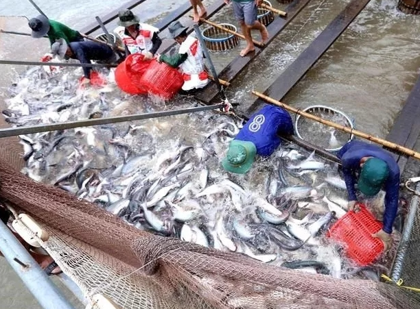越南第一季度巴沙鱼对阿联酋出口猛增